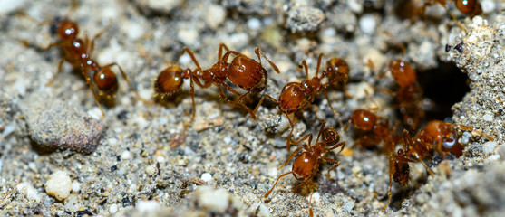 macro shots of insects