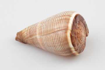 진화의 증거들-조개