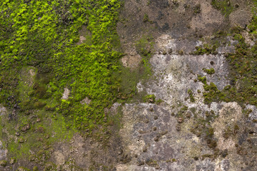 Texture of a stone wall with moss. Old castle stone wall background. Wall made of wild stone. Natural background.