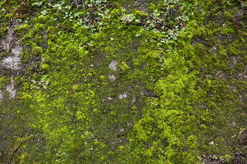Texture of a stone wall with moss. Old castle stone wall background. Wall made of wild stone. Natural background.