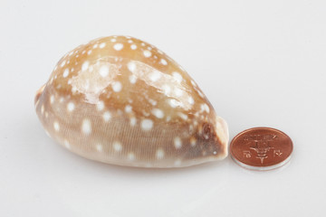 진화의 증거들-조개