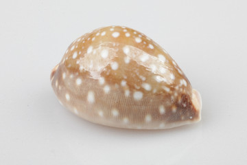 진화의 증거들-조개