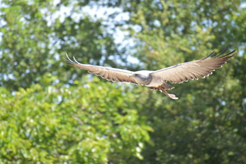 Beauval