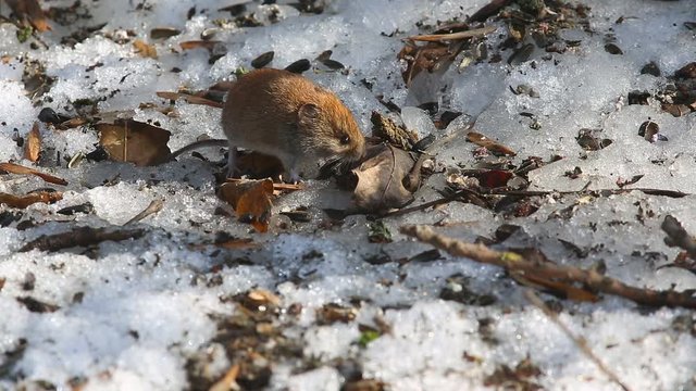 Common Vole (Microtus arvalis) scours the snow in search of food