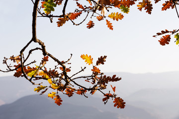 Beautiful yellow and orange oak leaves on a background of blue mountains.