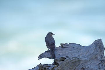 海辺の鳥　イソヒヨドリ