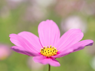 コスモスの花