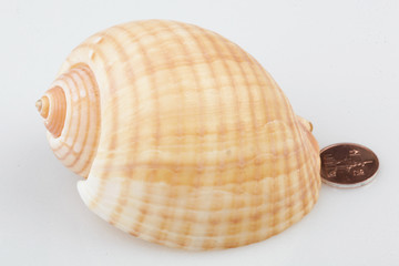 진화의 증거들-조개