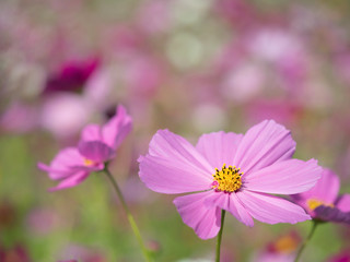 Obraz premium コスモスの花