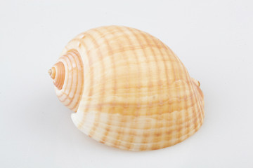 진화의 증거들-조개