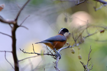 varied tit on branch