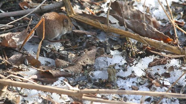 Common Vole (Microtus arvalis) is looking for food from all the old dry leaves and snow remnants in the early spring