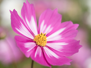 Obraz premium コスモスの花