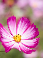 Obraz premium コスモスの花