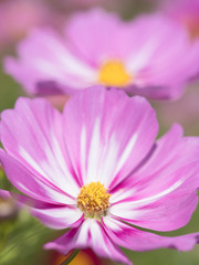 Fototapeta premium コスモスの花