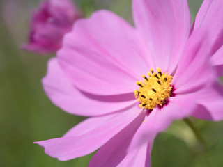 コスモスの花