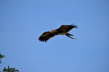 Obraz premium Beauval