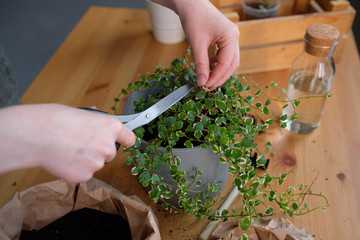 woman caring for a houseplant. Eco friendly