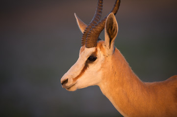 Springbok Portrait