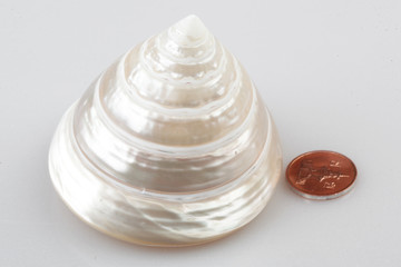 진화의 증거들-조개