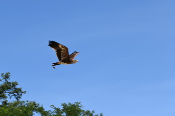 Beauval