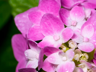 Fototapeta na wymiar Macro image, Close up pink Hydrangea flower.