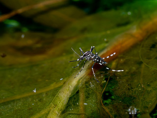 Macro of a Mosquito on water