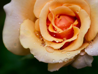 Close up of orange rose flower with blur background.
