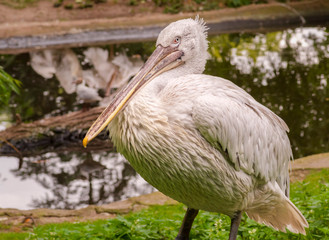White Pelican stands on the shore of a pond