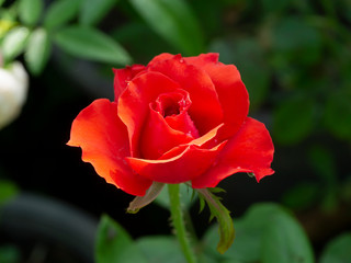 Close up red of Floribunda rose flower.