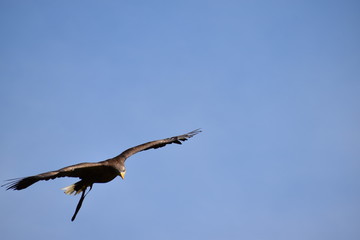 Beauval