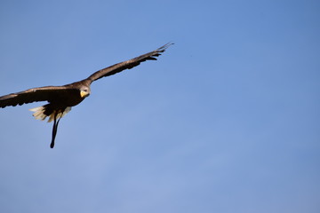 Beauval