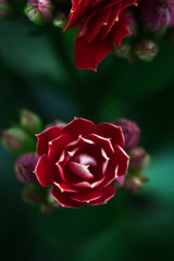 Red Kalanchoe flower with petals like Lotus macro