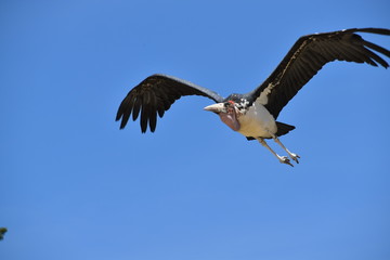 Beauval