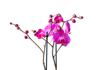 Orchid branch with violet flowers isolated on white background.