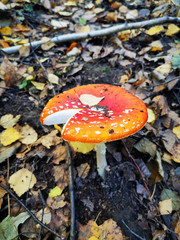 fly agaric mushroom