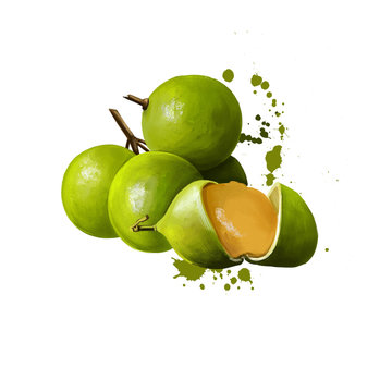 Mamoncillo delicious tropical fruit isolated. Melicoccus bijugatus Spanish lime genip guinep genipe ginepa quenepa quenepe chenet canepa mamon limoncillo skinip kinnip. Digital art illustration.