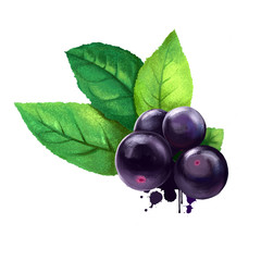 Maqui isoated on white. Aristotelia chilensis Maqui or Chilean wineberry. Maqui berries and leaves. Digital art illustration. Stock image. Evergreen plant. Fruits of the world collection