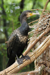 il cormorano gode di una buona capacità visiva sia sott'acqua sia in superficie