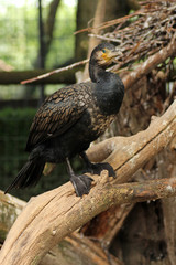 Il cormorano comune, una sorta di corvo dei mari, è un uccello di grandi dimensioni, con la testa, il collo e il corpo di colore scuro e un robusto becco a forma di uncino.