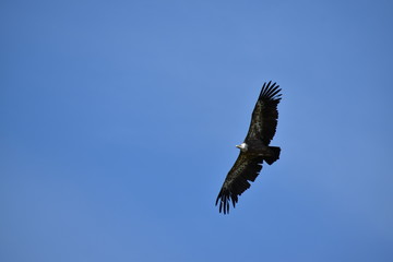 Beauval