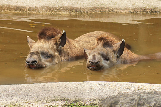Il tapiro &egrave; un grosso animale erbivoro della classe dei mammiferi.