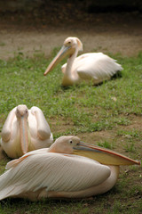I pellicani hanno zampe corte e forti, piedi palmati che li fanno avanzare rapidi nell'acqua e ne facilitano il decollo, piuttosto goffo, dalla superficie liquida.