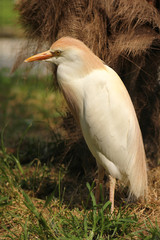 La garzetta si nutre di piccoli vertebrati come pesci, anfibi e rettili e invertebrati quali crostacei, molluschi e insetti che cattura con colpi secchi del becco da un posatoio emerso o inseguendoli.