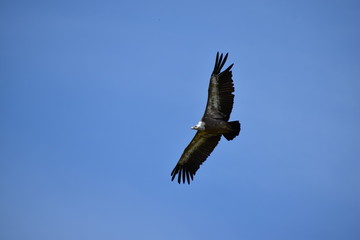 Beauval