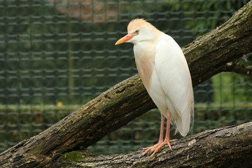 La garzetta, come del resto quasi tutti gli aironi, è un uccello molto legato all'acqua. Infatti frequenta prevalentemente ambienti acquitrinosi, sponde di fiumi, laghi e stagni. 