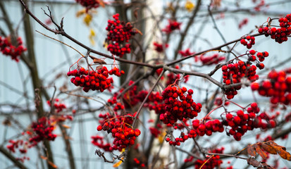 Rowan. Berries Ripened.