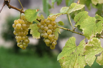 Pi&ugrave; propriamente l'uva &egrave; un'infruttescenza, cio&egrave; un raggruppamento di frutti, detto grappolo.