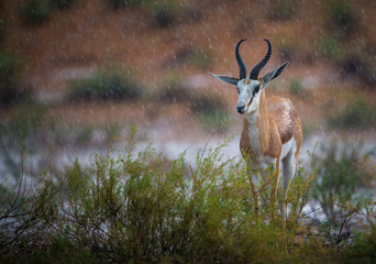 Naklejka na ściany i meble Springbok In The Rain