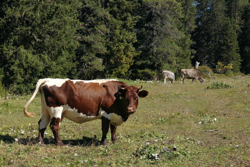 Fototapeta na wymiar La femmina del toro domestico, la vacca o mucca, viene allevata per trarne il latte